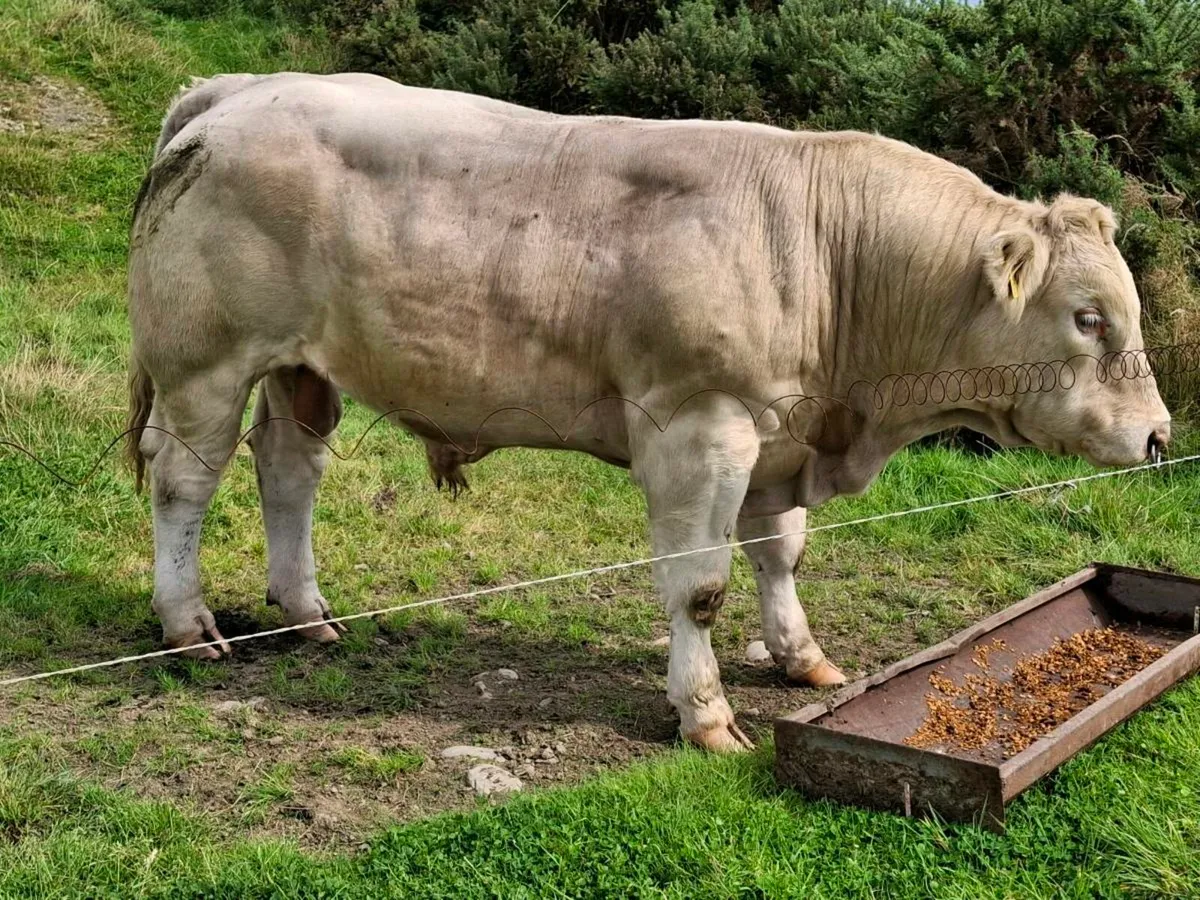 Bull - Image 1