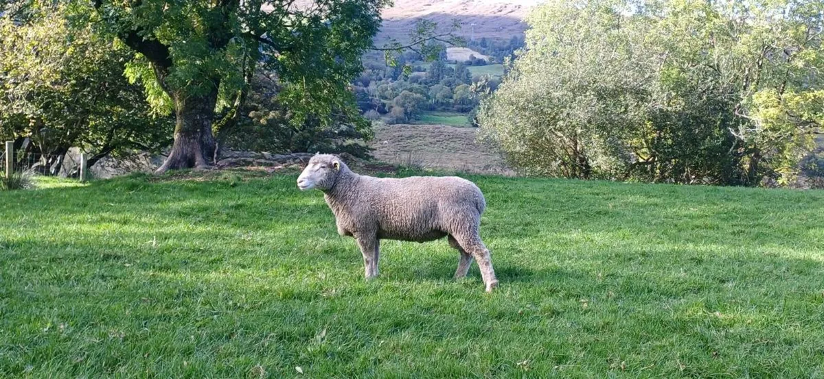 Dorset hogget rams - Image 2
