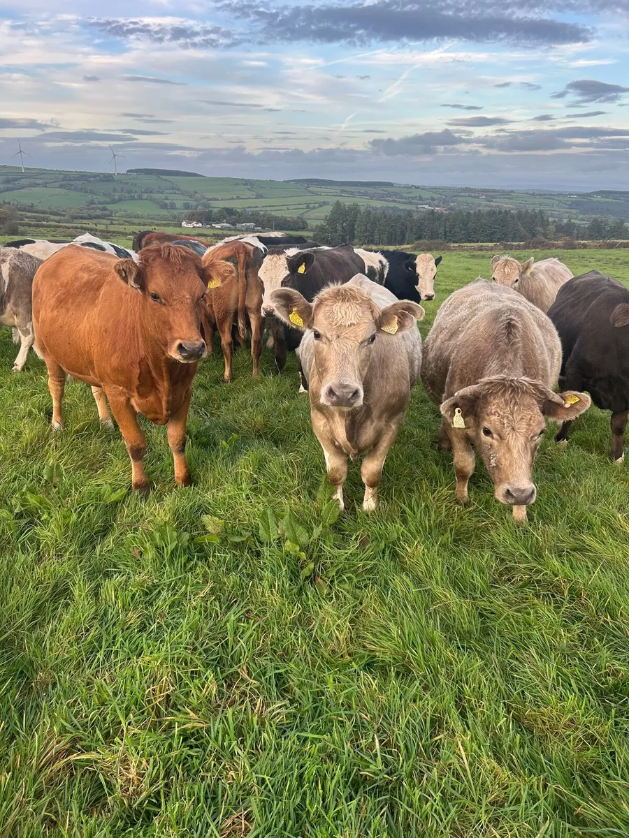 Heifers - Image 1