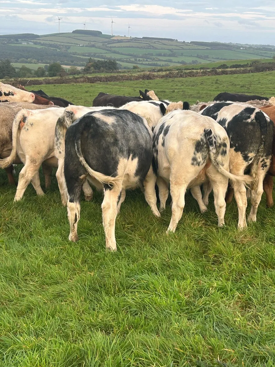 Heifers - Image 2