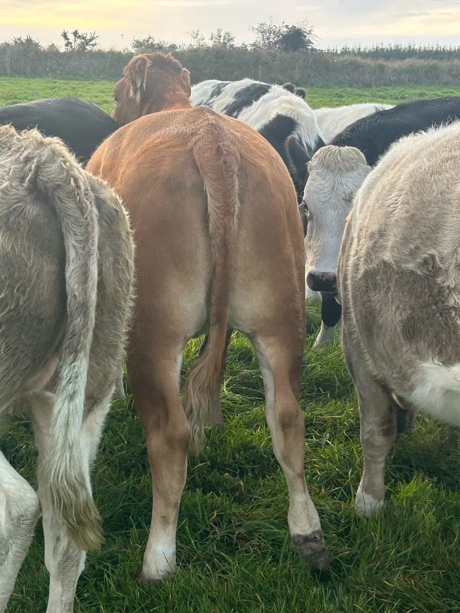 Heifers - Image 3