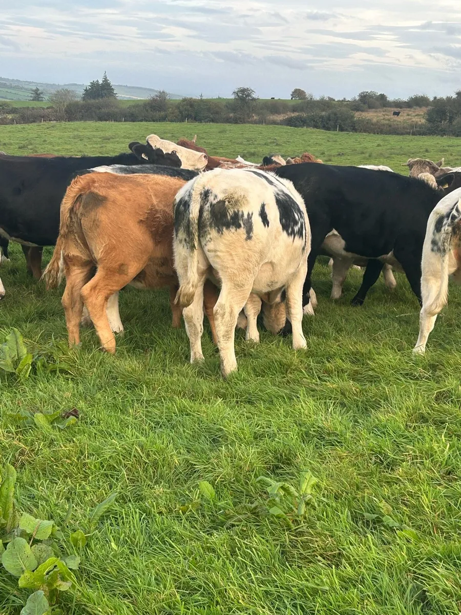 Heifers - Image 4
