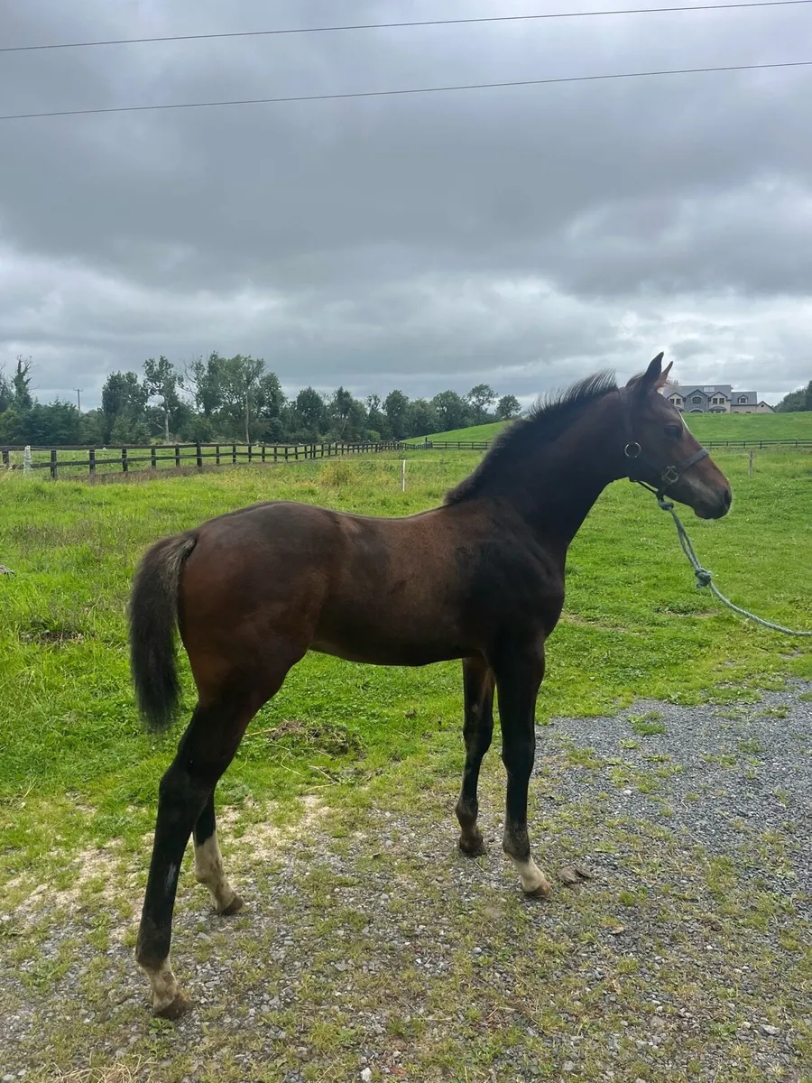 6 month old Tyson foal - Image 2
