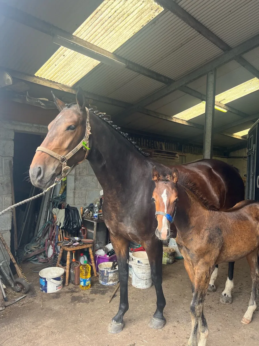 6 month old Tyson foal - Image 3