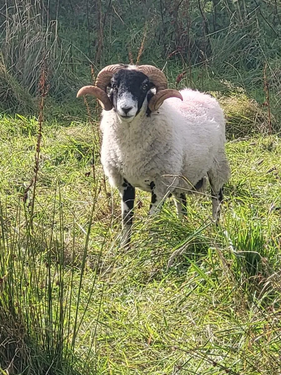 Sheep - Image 2