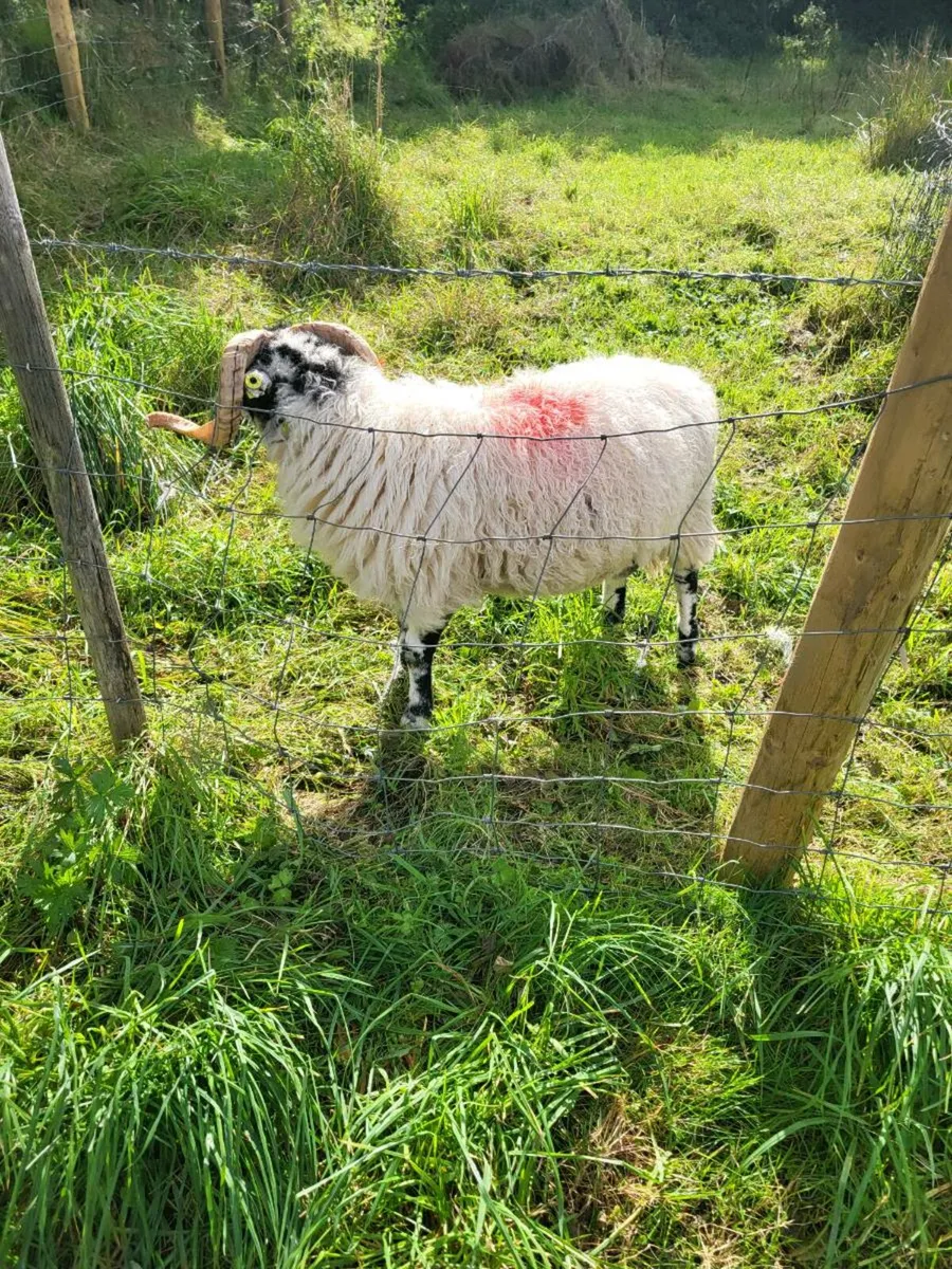 Sheep - Image 3