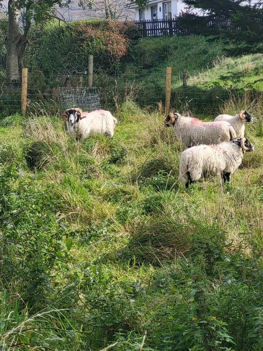 Sheep - Image 4