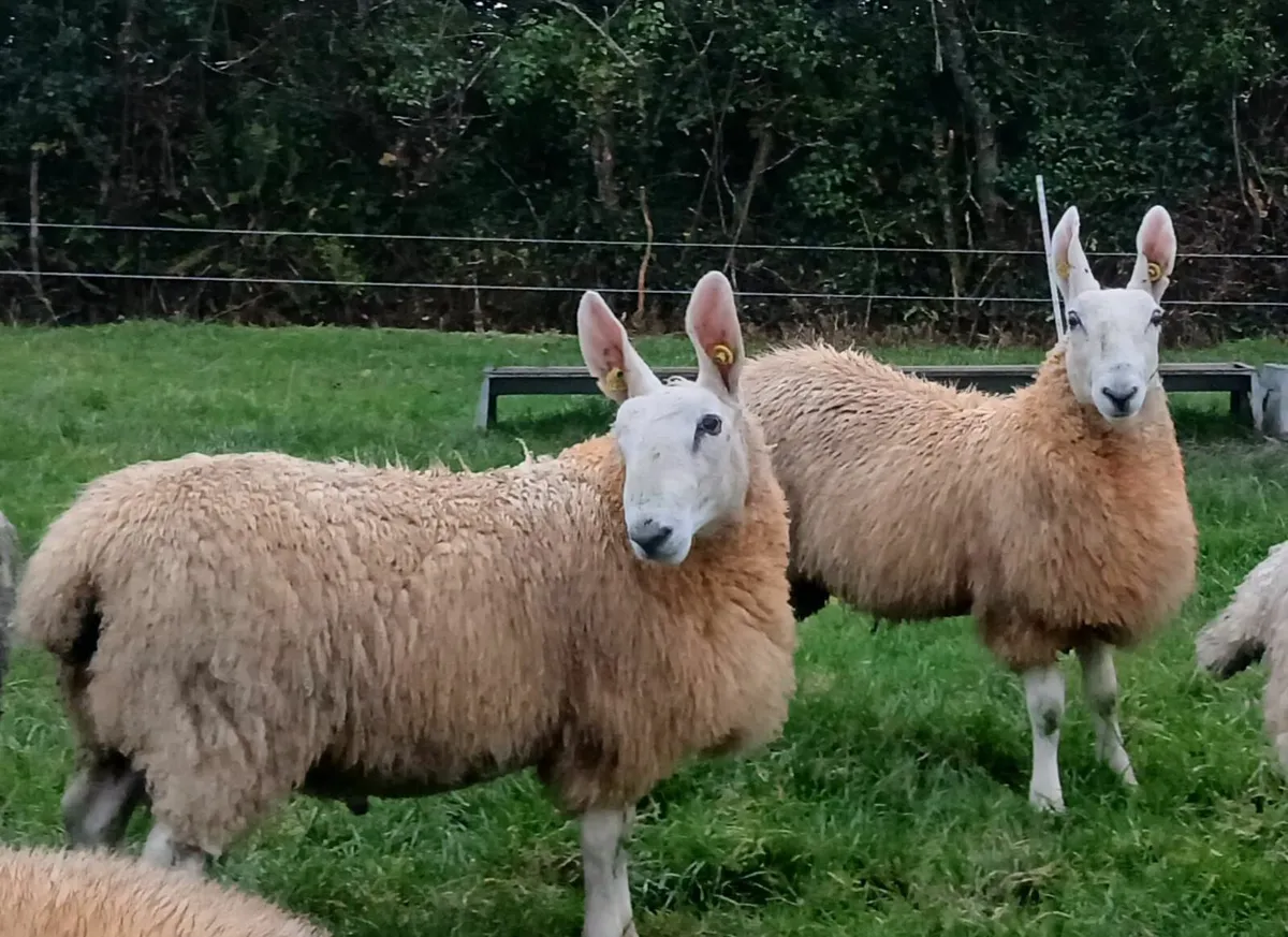 Border Leicester ram lambs - Image 1
