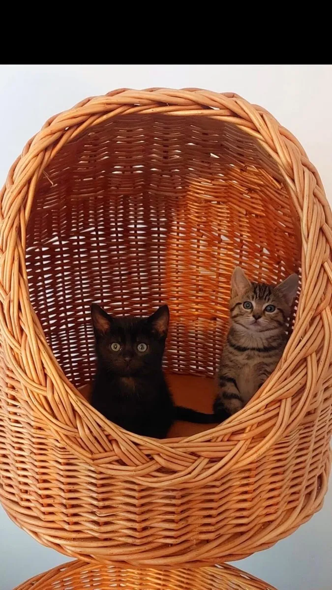Two male Kittens - Image 1