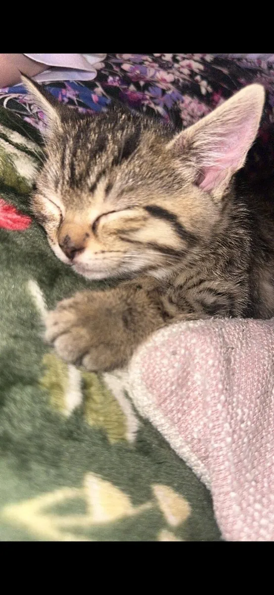 Two male Kittens - Image 2