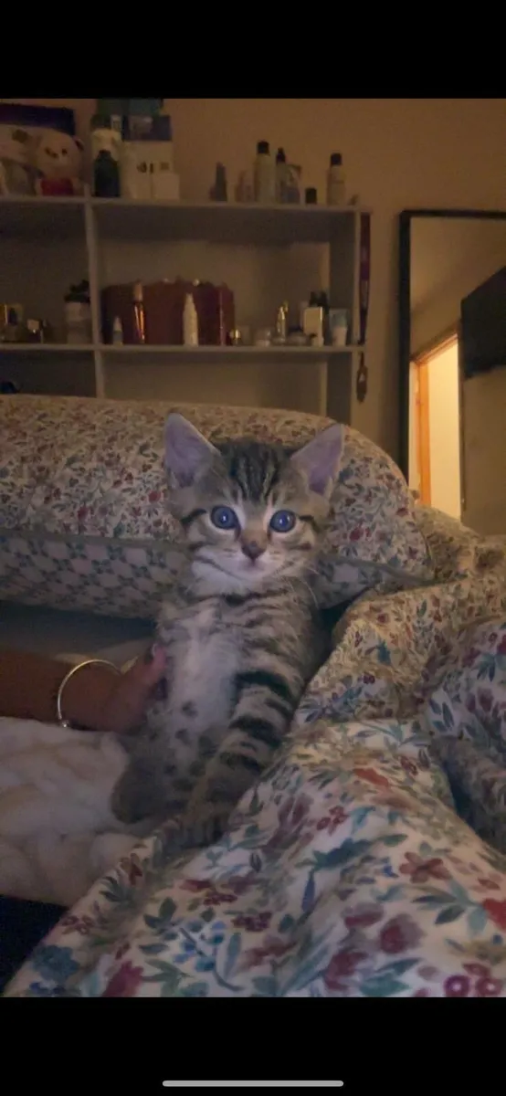 Two male Kittens - Image 4