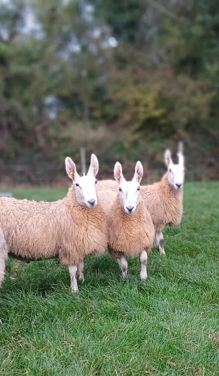 Border Leicester ram lambs - Image 2