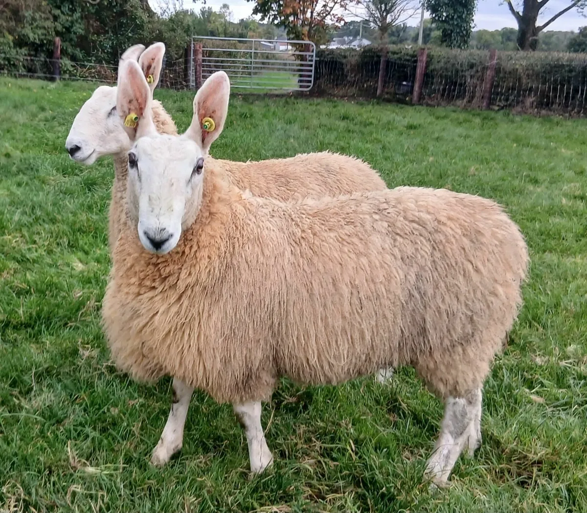 Border Leicester ram lambs - Image 3