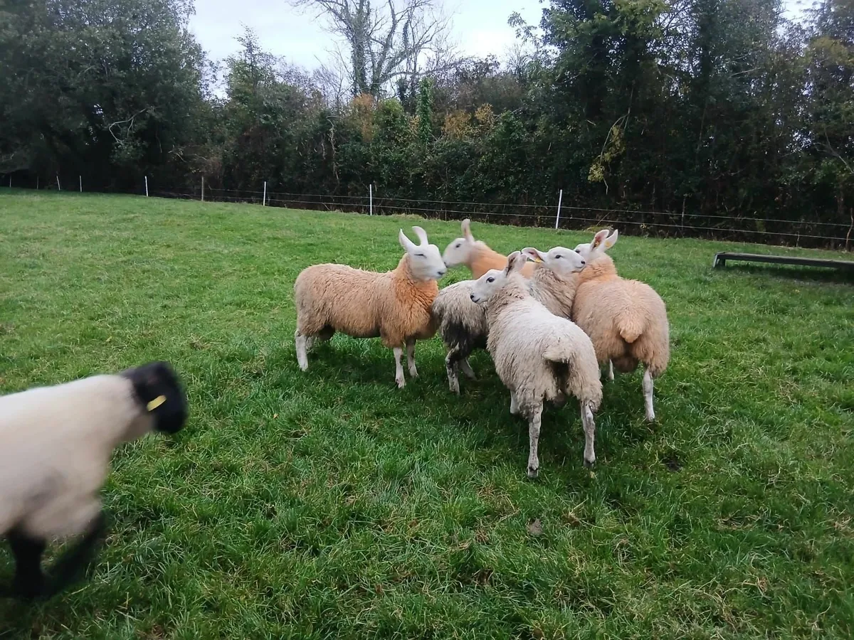 Border Leicester ram lambs - Image 4