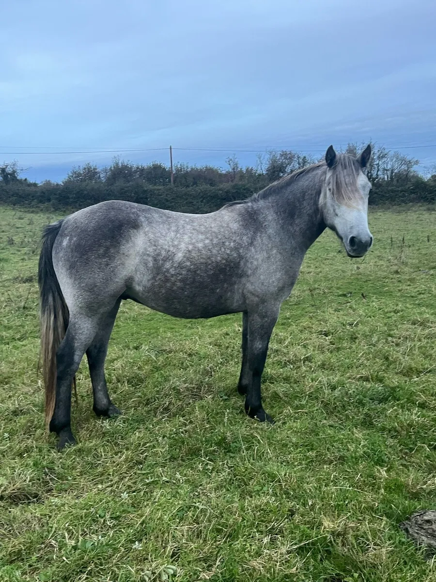 Rising 3 year old Connemara gelding - Image 1