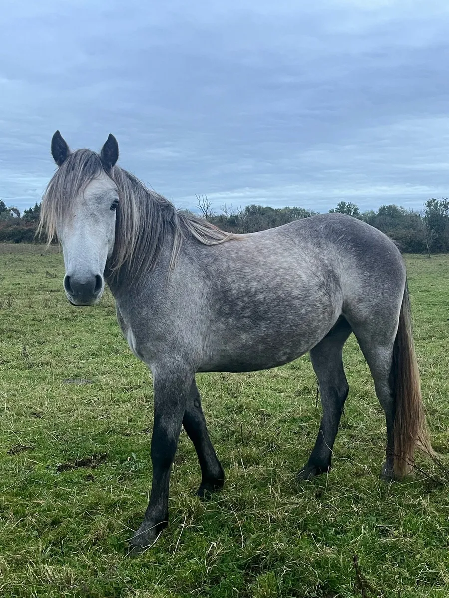 Rising 3 year old Connemara gelding - Image 2