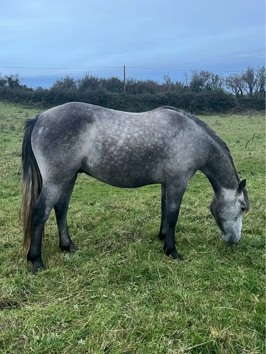 Rising 3 year old Connemara gelding - Image 3
