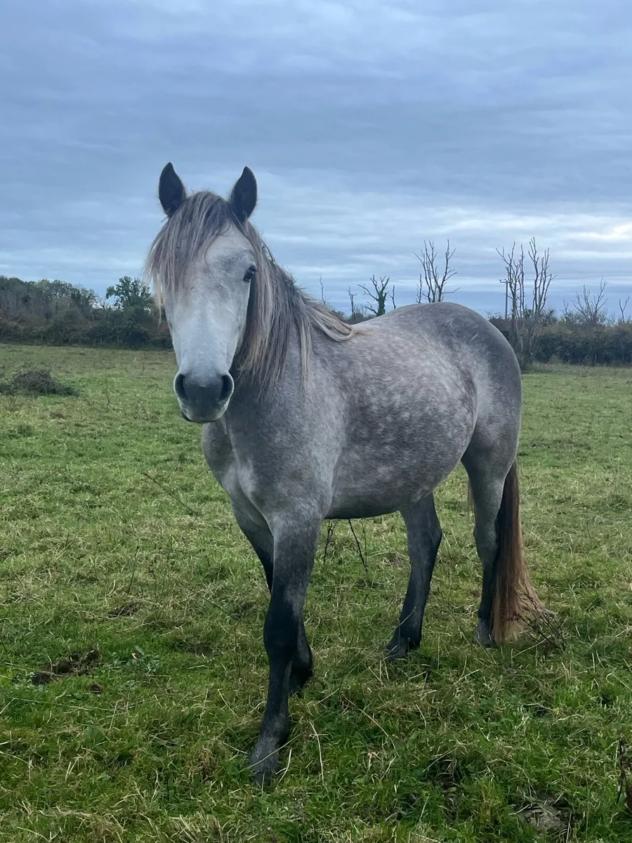 Rising 3 year old Connemara gelding - Image 4