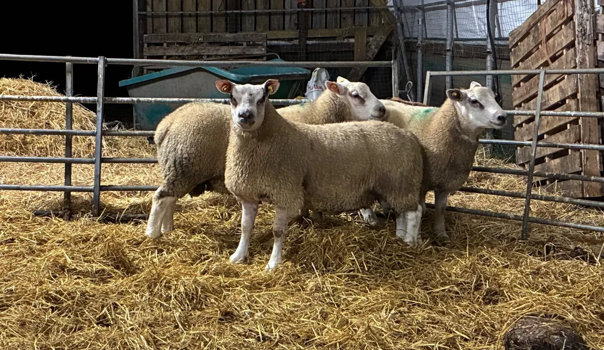 Chartex Ram lambs - Image 1