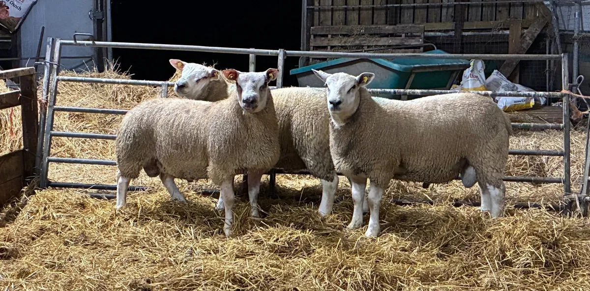 Chartex Ram lambs - Image 2