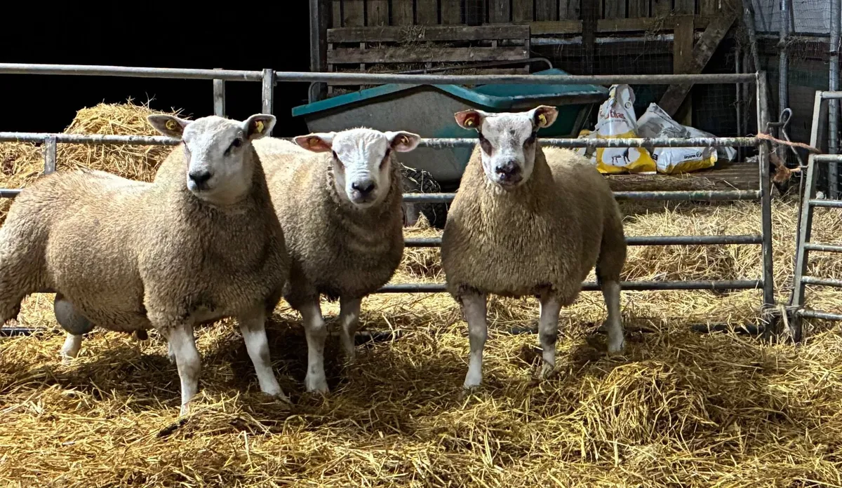 Chartex Ram lambs - Image 3