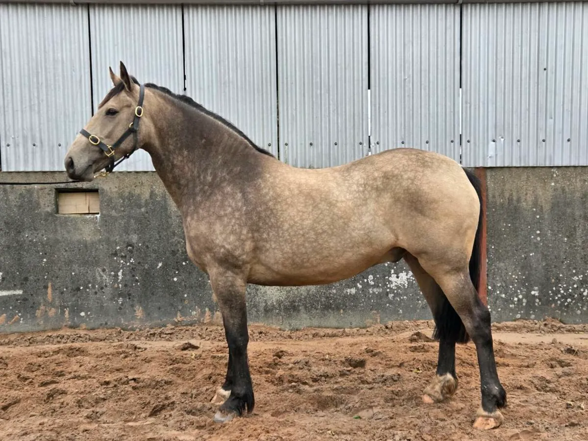 Dun Gelding 3 year old - Image 1