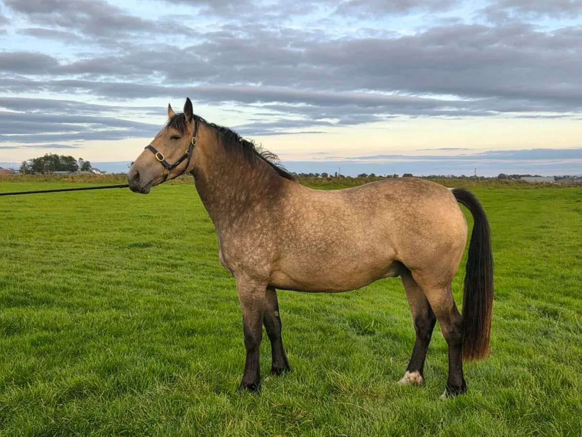 Dun Gelding 3 year old - Image 2