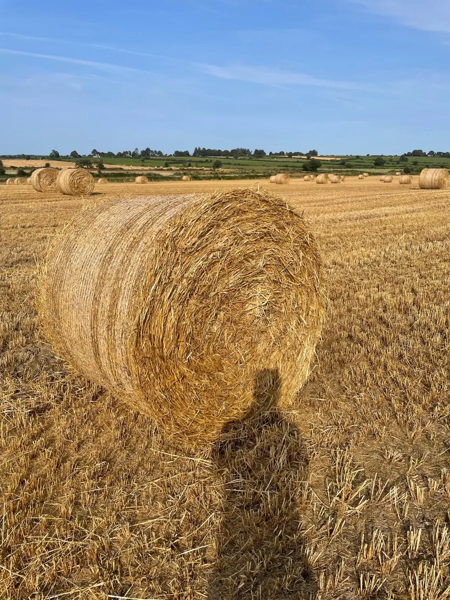 Barley and oaten straw out of shed - Image 2