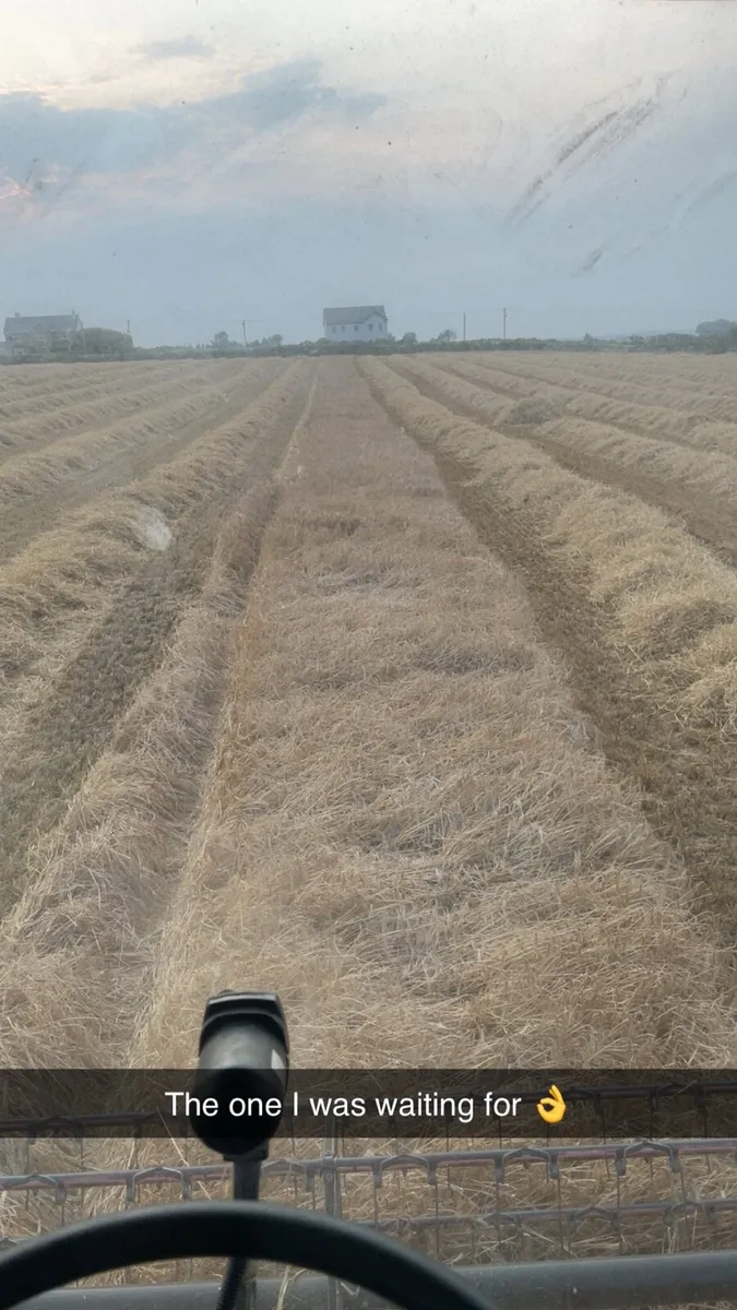 Barley and oaten straw out of shed - Image 3