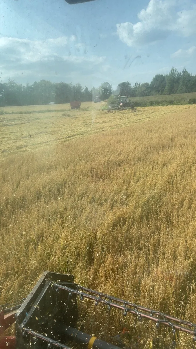 Barley and oaten straw out of shed - Image 4