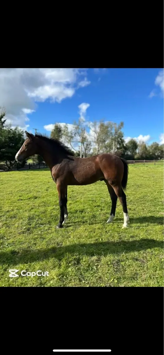 6 month old Tyson foal - Image 1