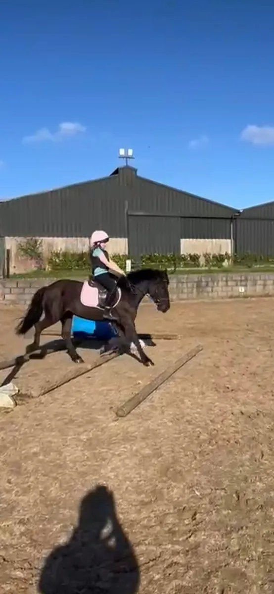 Cookie 12.2 mare - Image 4