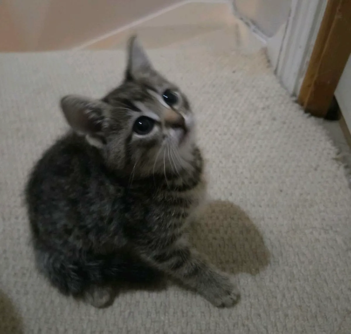Kittens - Image 2