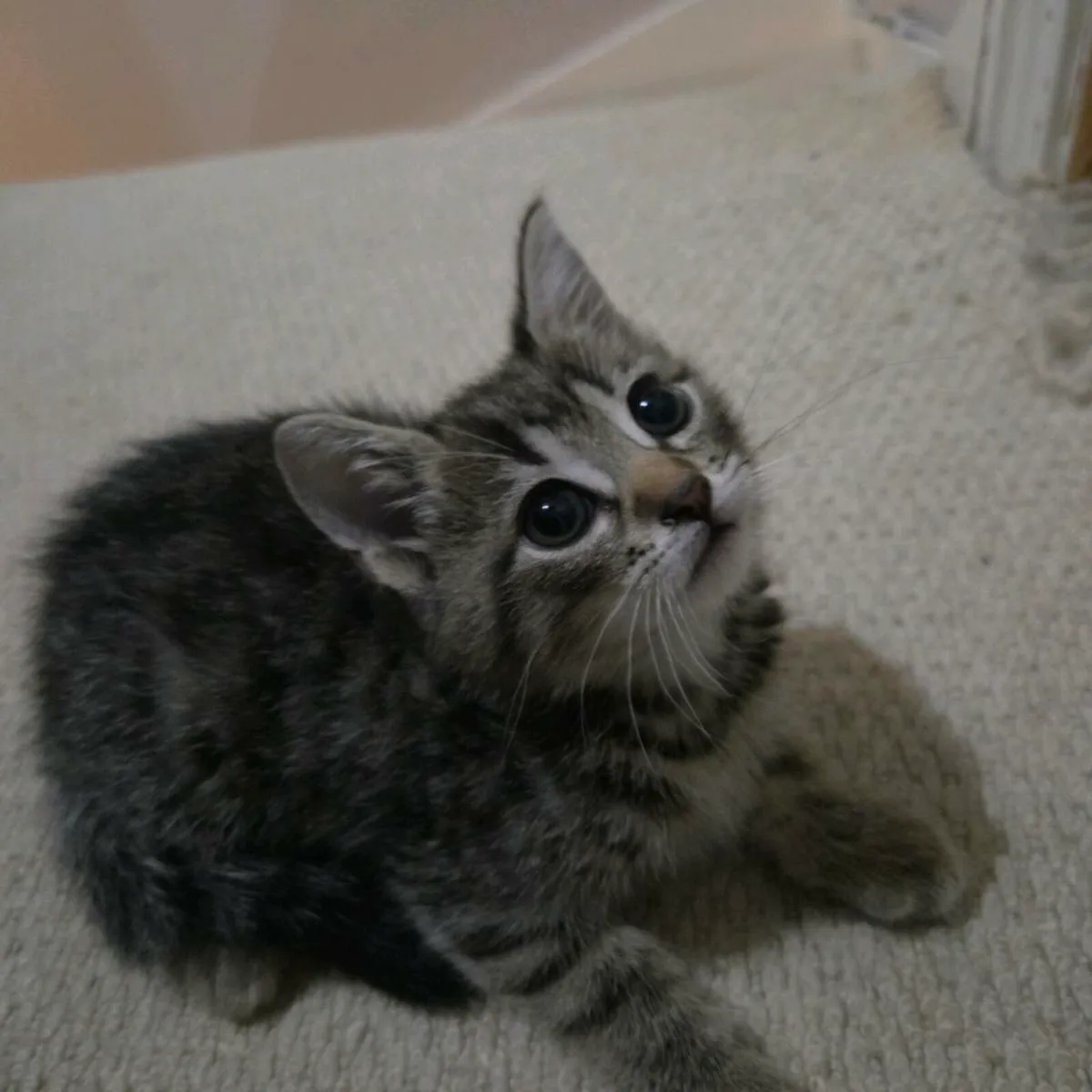 Kittens - Image 3