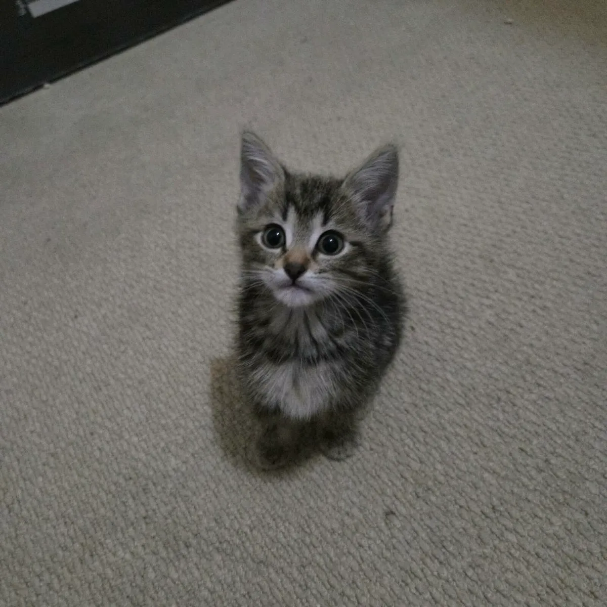 Kittens - Image 4