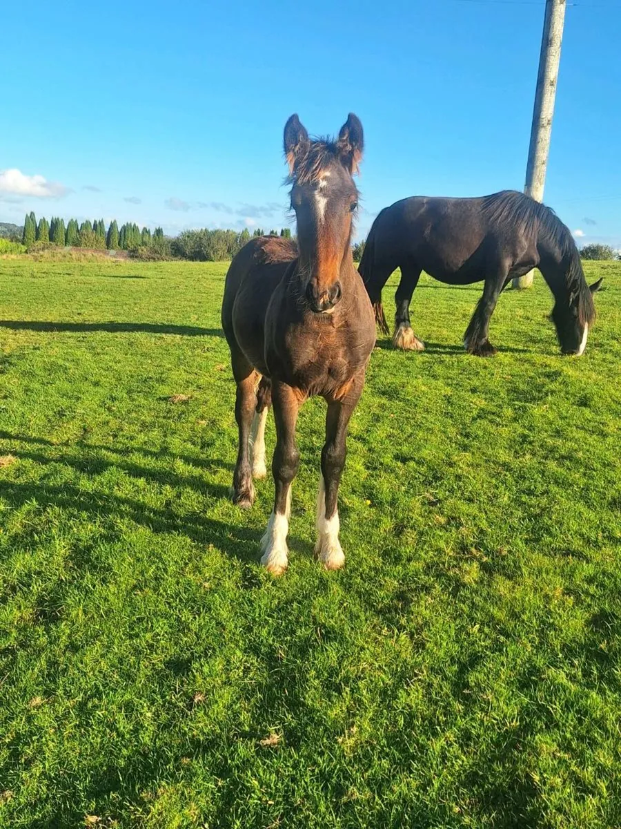 Champion colt foal for sale - Image 3