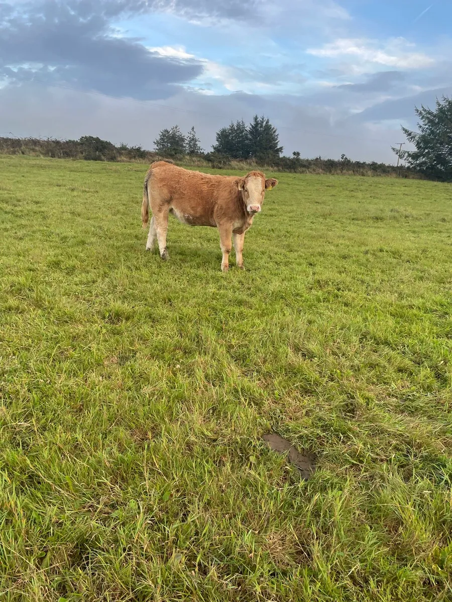 Weanling heifers for sale - Image 1