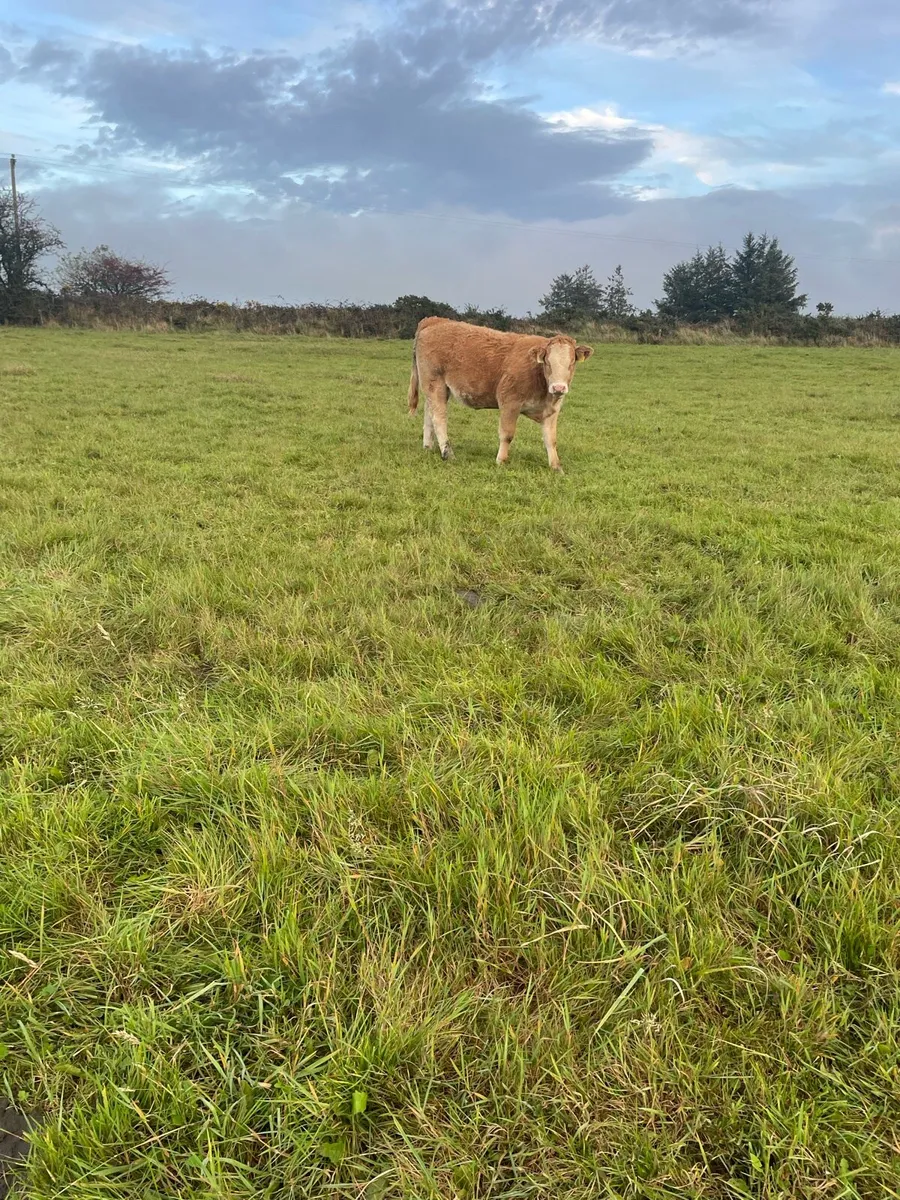 Weanling heifers for sale - Image 2