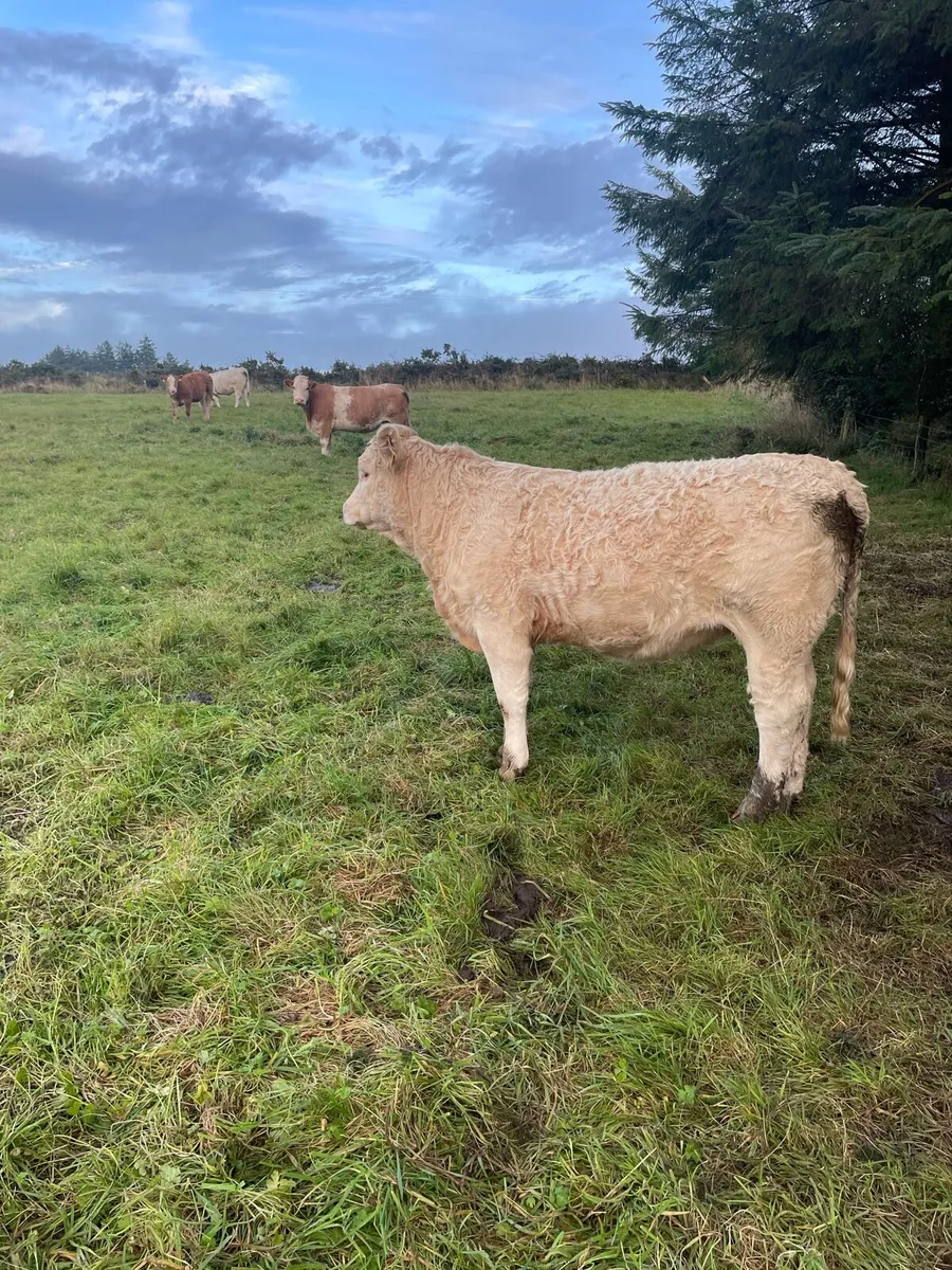 Weanling heifers for sale - Image 3