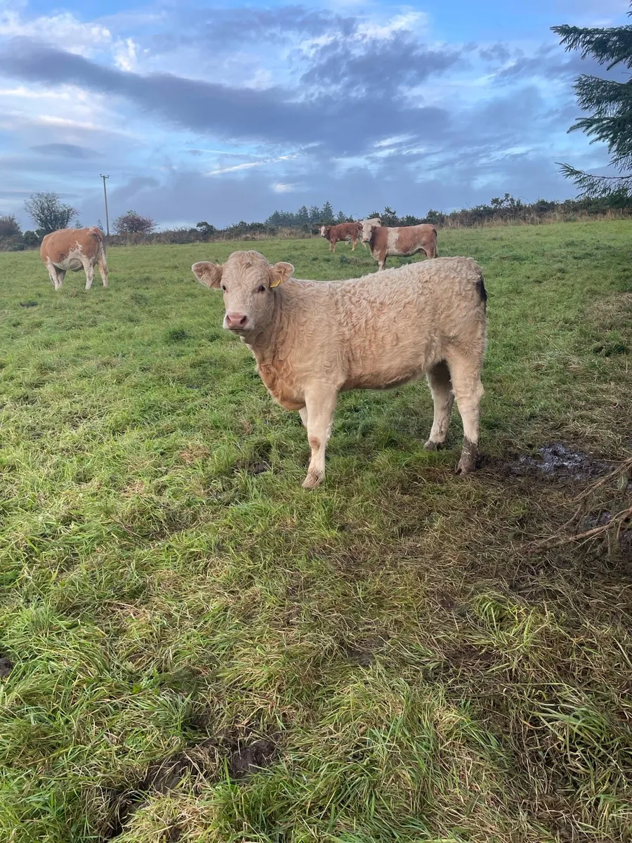 Weanling heifers for sale - Image 4
