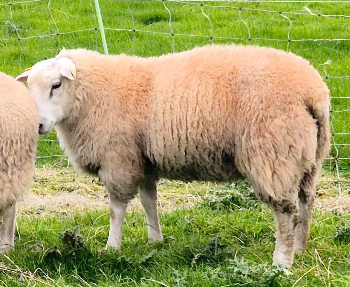 Belclare Ram Lambs (Sis Eligible) - Image 1