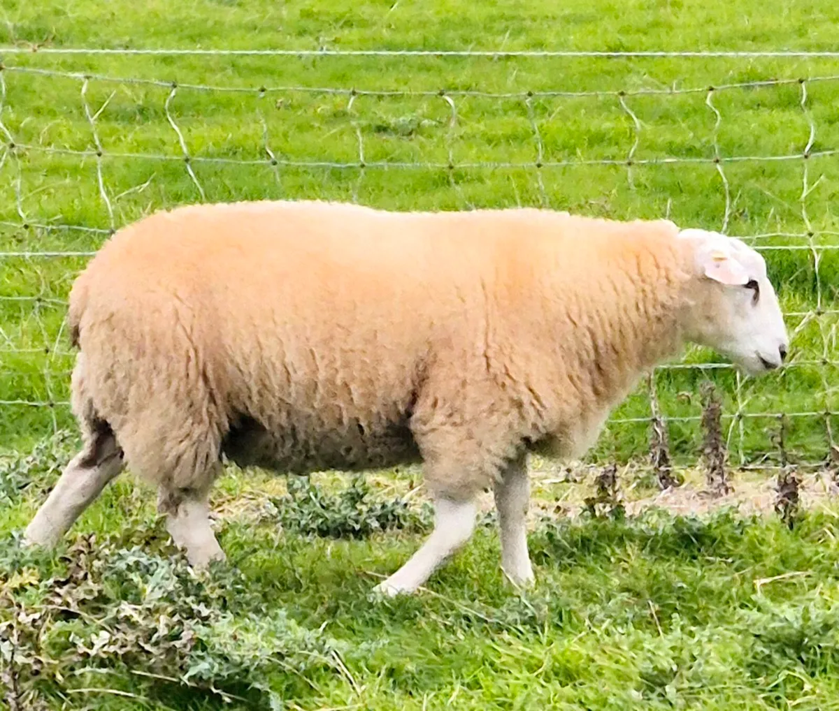 Belclare Ram Lambs (Sis Eligible) - Image 2