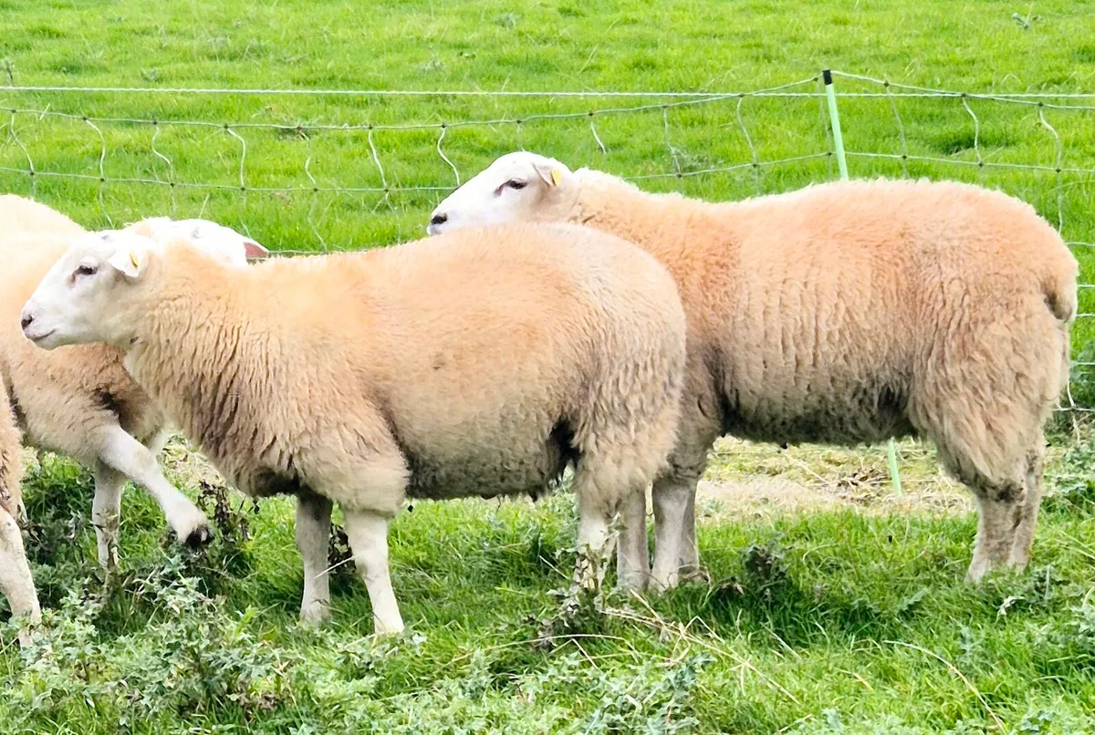 Belclare Ram Lambs (Sis Eligible) - Image 3