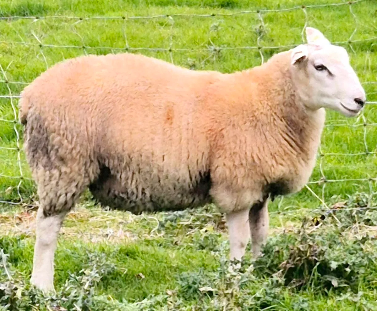 Belclare Ram Lambs (Sis Eligible) - Image 4