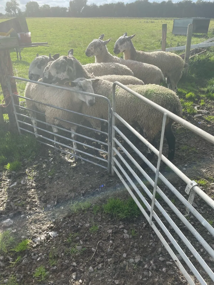 Rams - Image 1