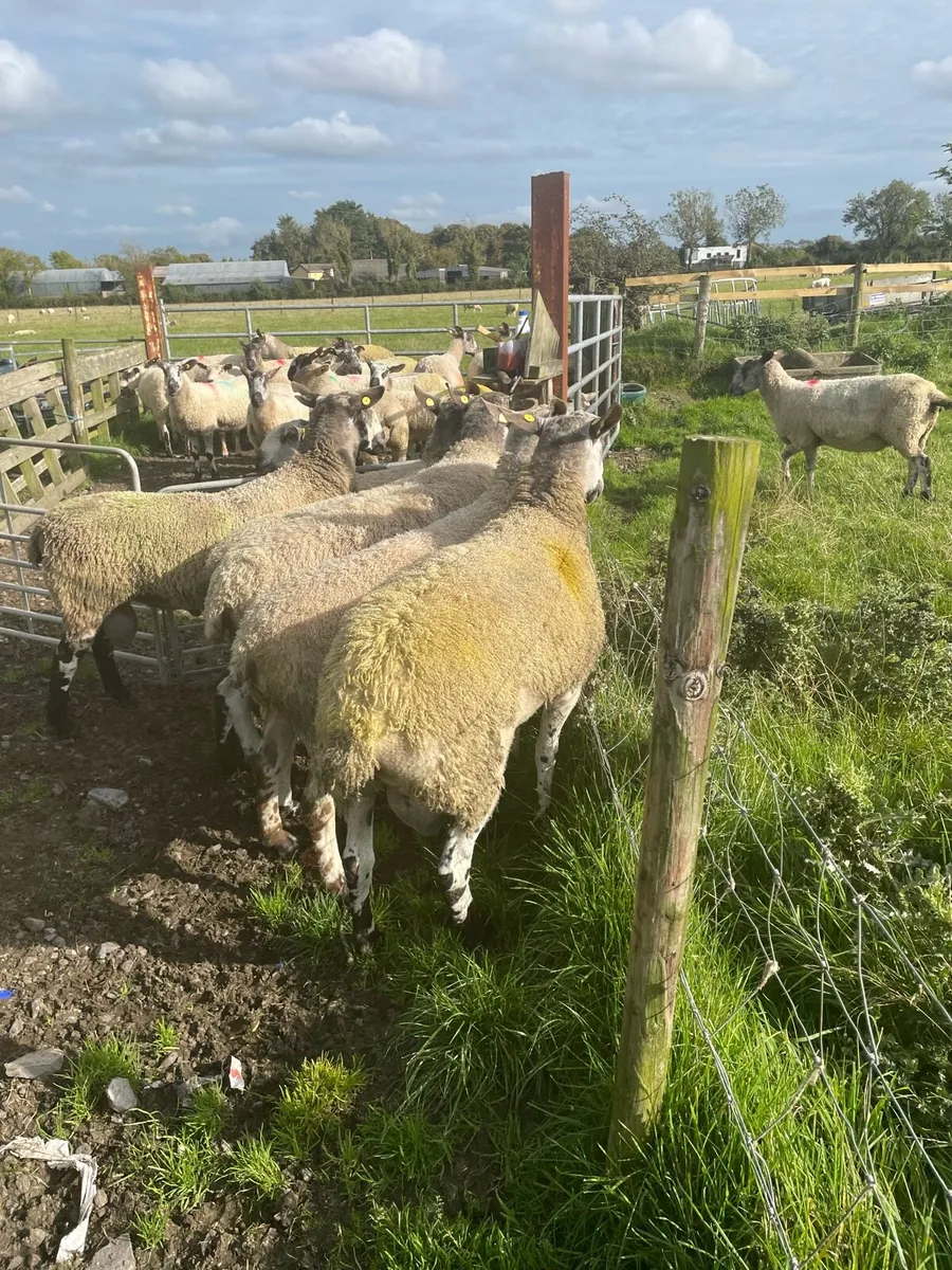 Rams - Image 3