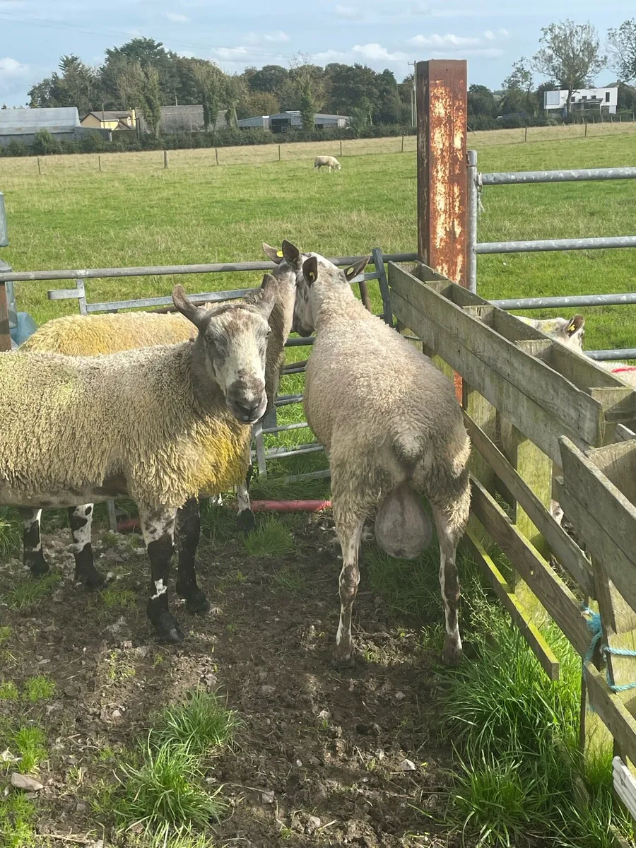 Rams - Image 4