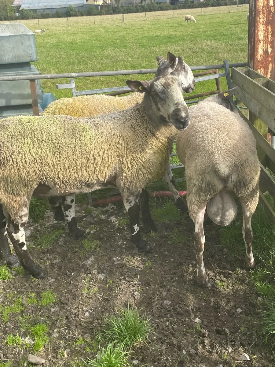 Rams - Image 2