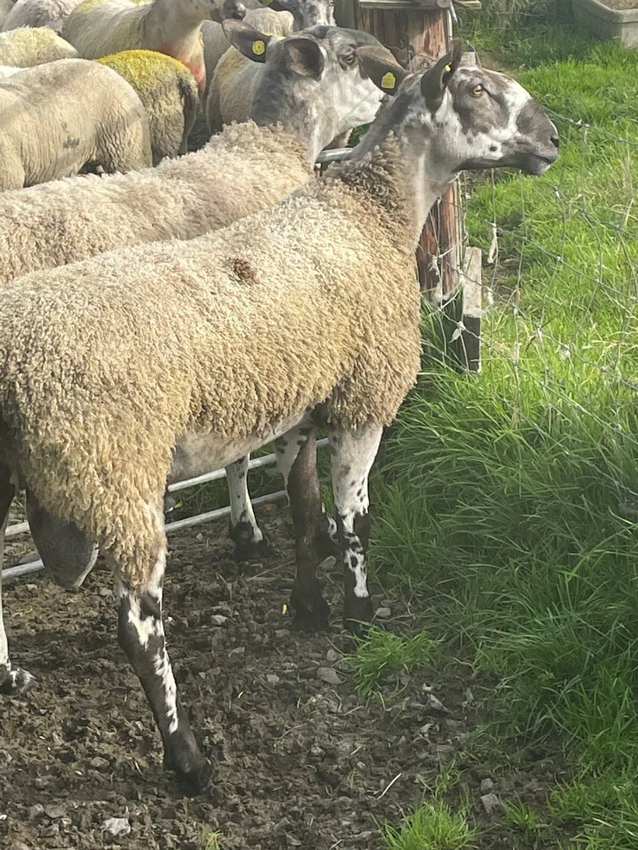 Rams - Image 2