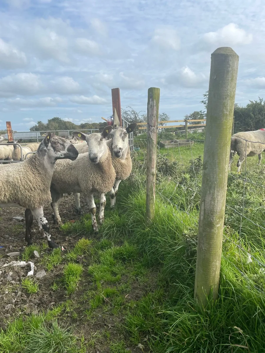 Rams - Image 1